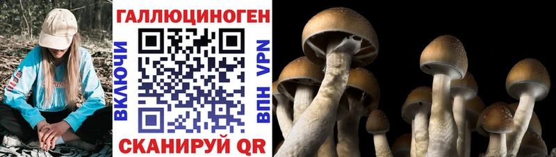 Галлюциногенные грибы Psilocybine cubensis  цены наркотик  Чайковский 
